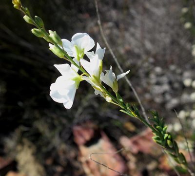 Heliophila glauca, photographed by Di Turner