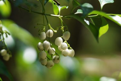 Chiococca alba, photographed by Eridan Xharahi