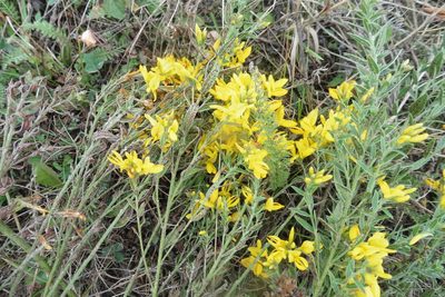 Genista tinctoria, photographed by Силаева Татьяна Борисовна
