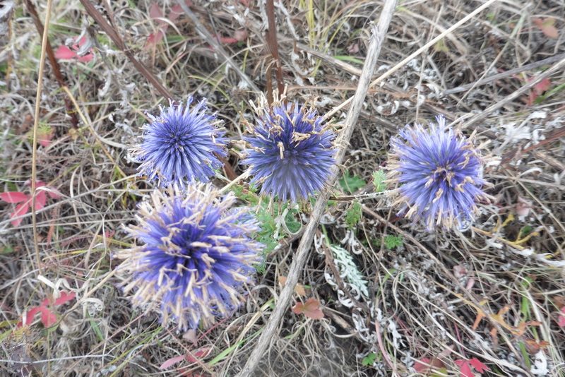 Echinops ritro, photographed by Силаева Татьяна Борисовна