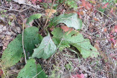 Verbascum nigrum, photographed by Силаева Татьяна Борисовна