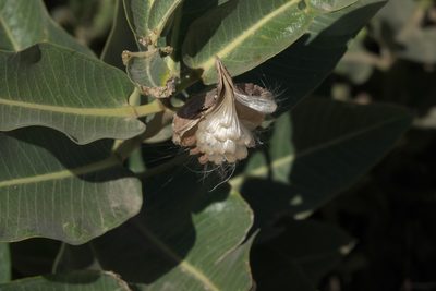 Asclepias hallii, photographed by Robert Webster