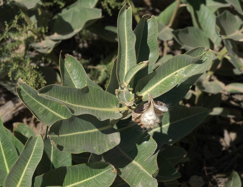 Asclepias hallii, photographed by Robert Webster