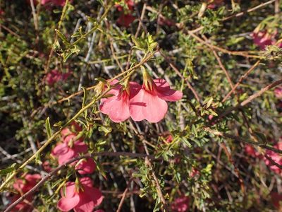 Hermannia stricta, photographed by Peter Warren