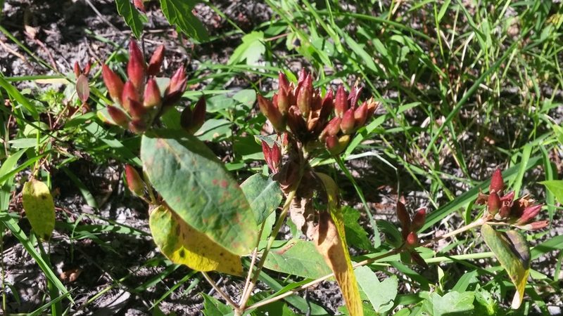 Hypericum fraseri, photographed by Loopy30