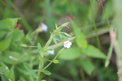 Mecardonia acuminata, photographed by Ashwin Srinivasan
