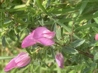 Ononis spinosa, photographed by Andre Hosper