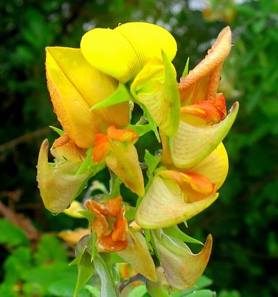 Crotalaria capensis, photographed by Di Turner