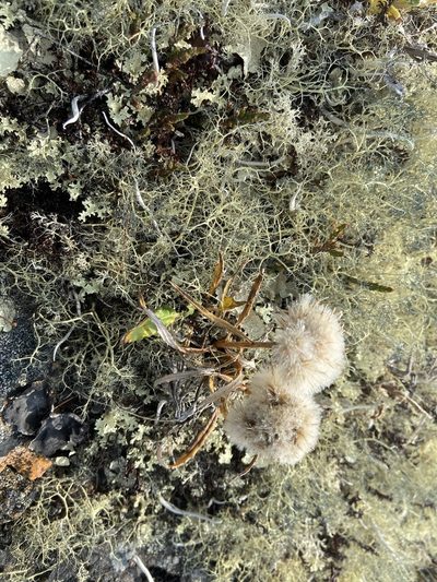 Saussurea tilesii, photographed by Maria Khoreva