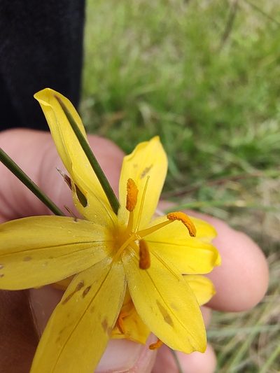 Sisyrinchium pringlei, photographed by Abraham Sánchez Romero