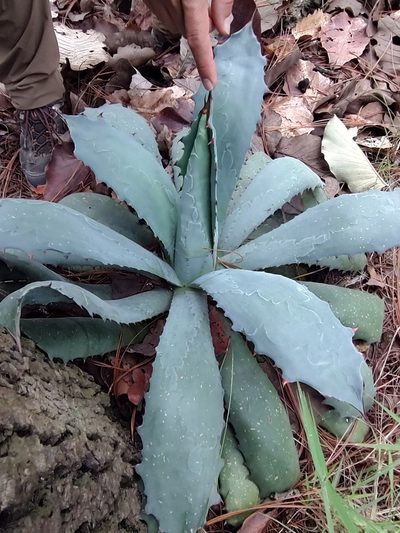 Agave guadalajarana, photographed by Abraham Sánchez Romero