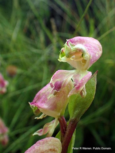 Disperis stenoplectron, photographed by Peter Warren