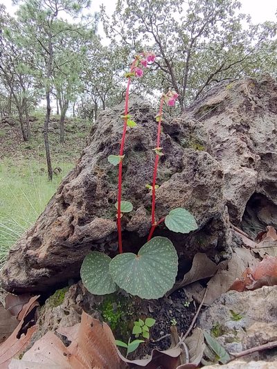 Begonia tapatia, photographed by Abraham Sánchez Romero