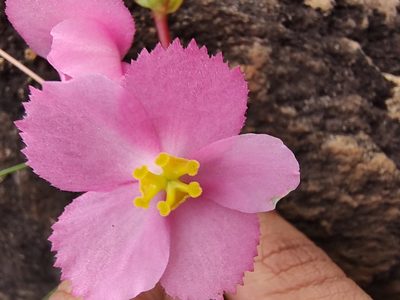 Begonia tapatia, photographed by Abraham Sánchez Romero