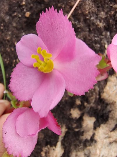 Begonia tapatia, photographed by Abraham Sánchez Romero