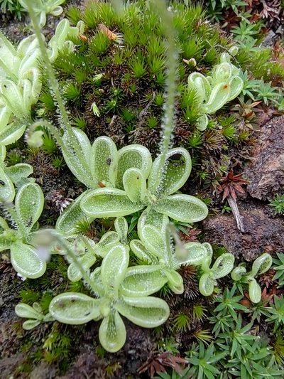 Pinguicula crenatiloba, photographed by Abraham Sánchez Romero