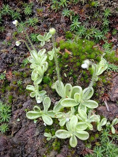 Pinguicula crenatiloba, photographed by Abraham Sánchez Romero