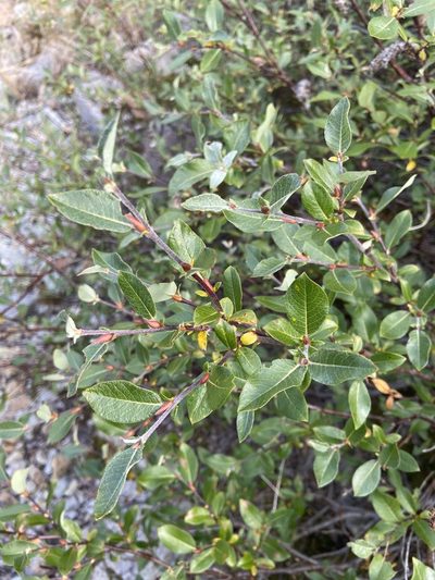 Salix saxatilis, photographed by Maria Khoreva