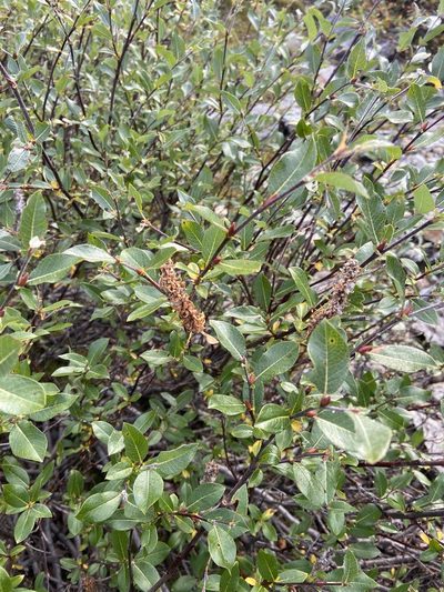 Salix saxatilis, photographed by Maria Khoreva