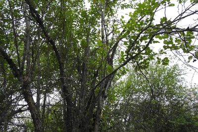 Crataegus douglasii, photographed by Ben Meredyk
