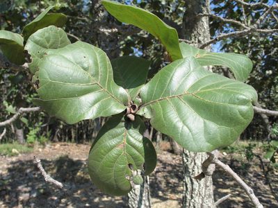 Quercus jonesii, photographed by Viacheslav Shalisko