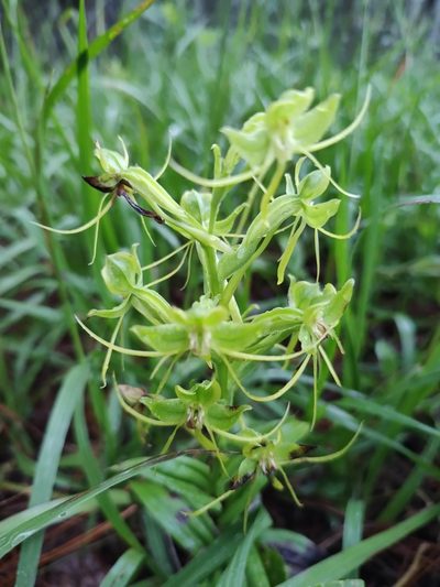Habenaria jaliscana, photographed by Abraham Sánchez Romero