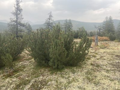 Pinus pumila, photographed by Maria Khoreva