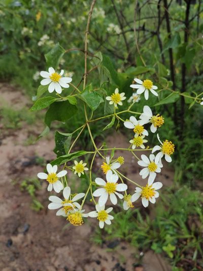 Montanoa karvinskii, photographed by Abraham Sánchez Romero
