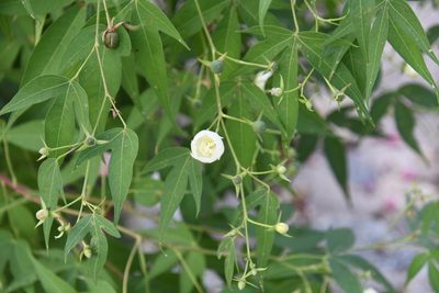 Gossypium thurberi, photographed by Mike Ostrowski
