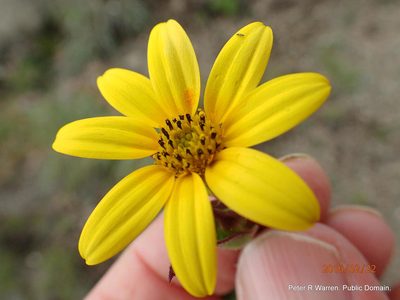 Osteospermum thodei, photographed by Peter Warren