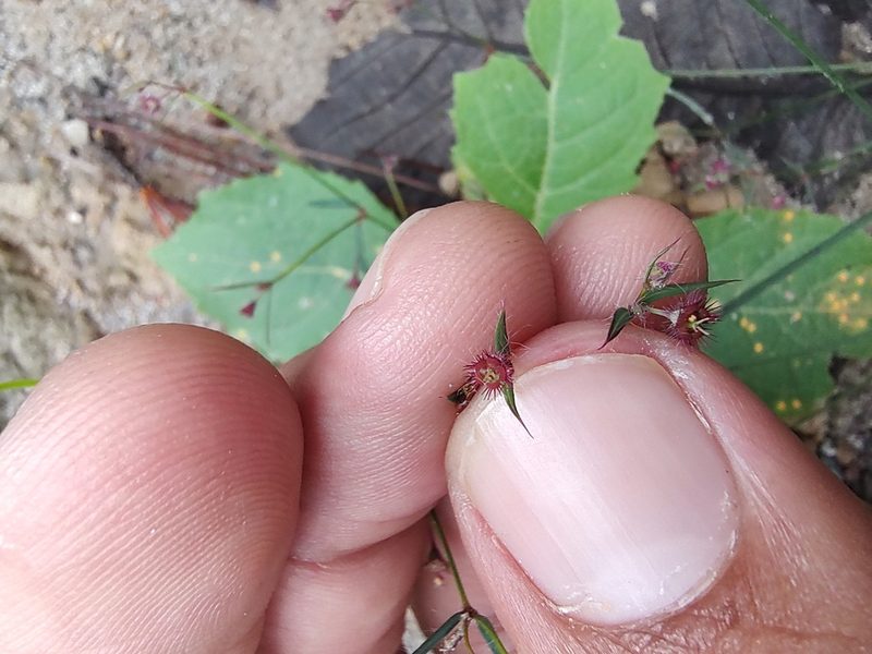 Euphorbia guadalajarana, photographed by Abraham Sánchez Romero