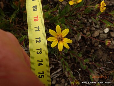 Osteospermum thodei, photographed by Peter Warren