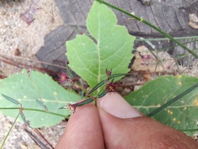 Euphorbia guadalajarana, photographed by Abraham Sánchez Romero