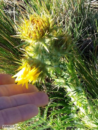 Berkheya multijuga, photographed by Chris Vynbos