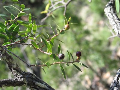 Vaccinium stenophyllum, photographed by Viacheslav Shalisko