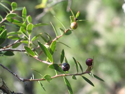 Vaccinium stenophyllum, photographed by Viacheslav Shalisko