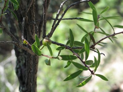 Vaccinium stenophyllum, photographed by Viacheslav Shalisko