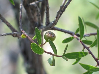 Vaccinium stenophyllum, photographed by Viacheslav Shalisko