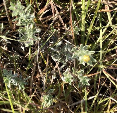Heterotheca canescens, photographed by Sue Ann Kendall