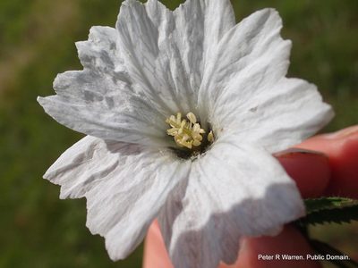 Monsonia attenuata, photographed by Peter Warren