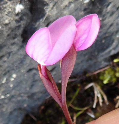 Disa pillansii, photographed by linkie