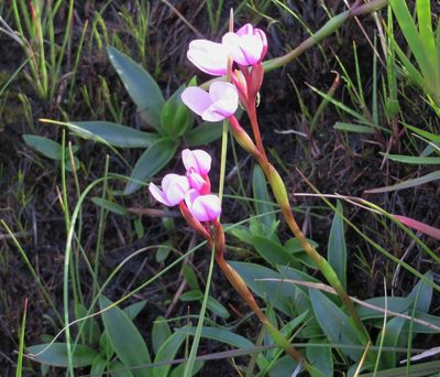 Disa pillansii, photographed by linkie