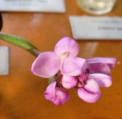 Disa pillansii, photographed by linkie