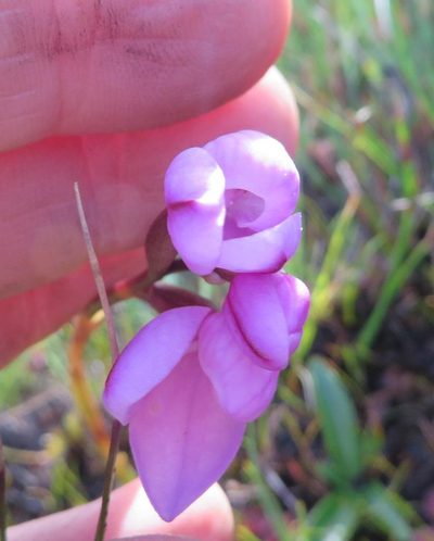 Disa pillansii, photographed by linkie