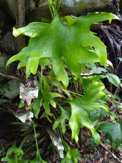 Cheiroglossa palmata, photographed by Scott Ward