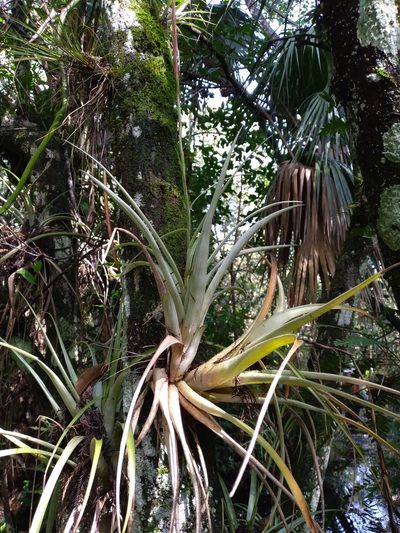 Tillandsia variabilis, photographed by Scott Ward