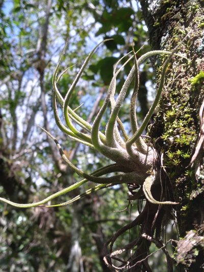 Tillandsia pruinosa, photographed by Scott Ward