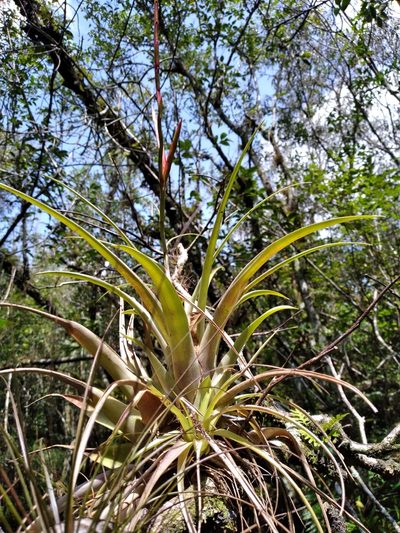 Tillandsia variabilis, photographed by Scott Ward