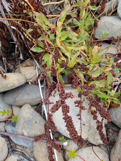 Rumex transitorius, photographed by Dave Miller