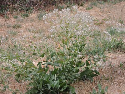 Lepidium latifolium, photographed by Alex